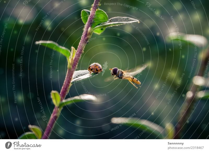 smalltalk Animal Fly Bee Beetle 2 Observe Flying Crawl Looking Exceptional Fantastic Uniqueness Near Cute Beautiful Green Orange Red Moody Enthusiasm Brave