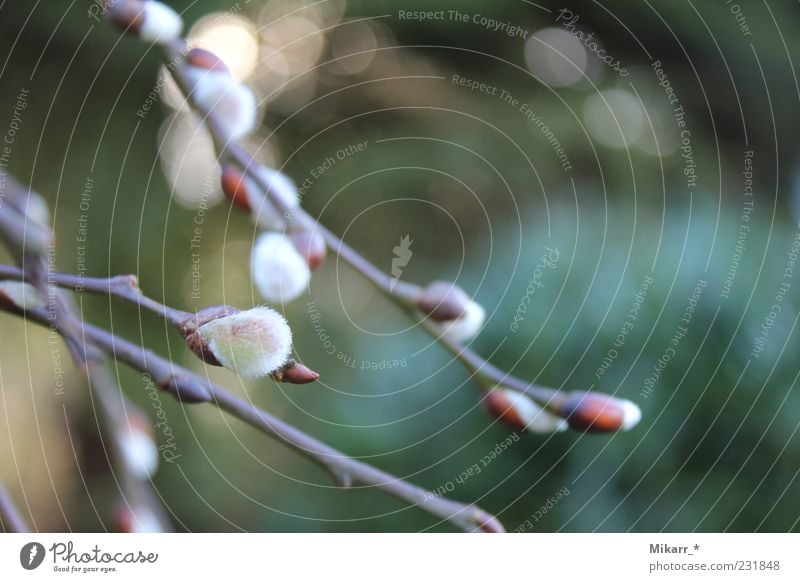 Heralds of Spring Nature Plant Tree Catkin Garden Anticipation Smooth Delicate Exterior shot Macro (Extreme close-up) Bud Twigs and branches Soft