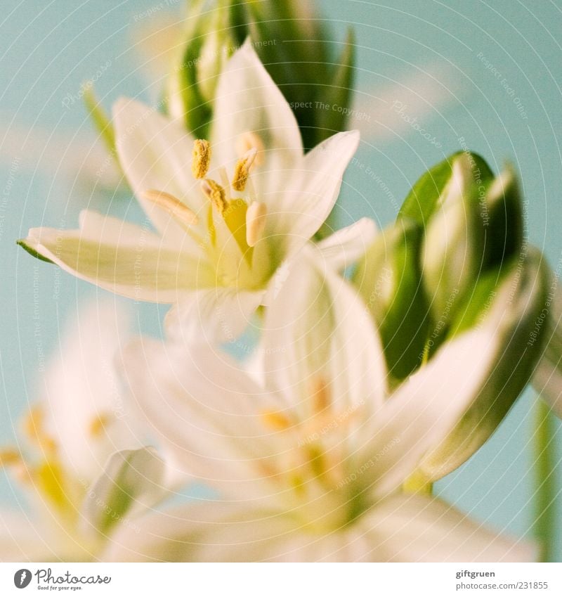 sparkling spring Environment Nature Plant Spring Flower Blossom Blossoming Growth Esthetic White Bud Pistil Part of the plant Blossom leave Star (Symbol)