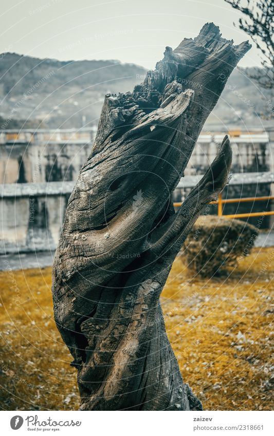 twisted and very shaped trunk of very old wood fallen on the road, decorative Garden Nature Plant Autumn Tree Grass Leaf Park Forest Wood Old Growth Dirty