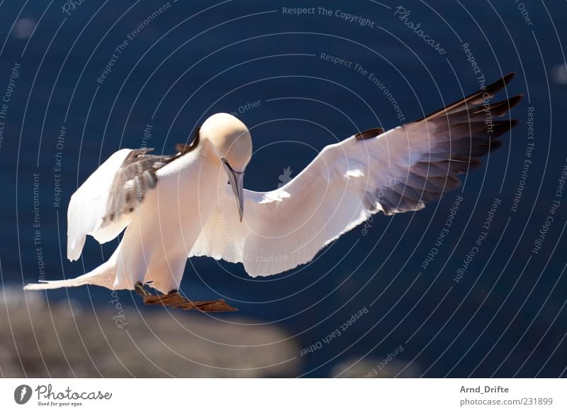 gannet Nature Air Coast North Sea Bird Wing 1 Animal Flying Landing Dynamics Majestic Elegant Colour photo Exterior shot Close-up Deserted Day Sunlight