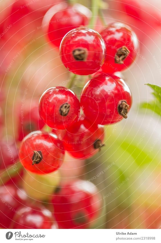 Summer - Sun - Vitamins Fruit Healthy Healthy Eating Nature Plant Redcurrant Garden Illuminate Fresh Bright Round Anticipation Power Longing To enjoy Berries