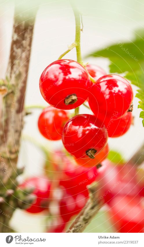 Summer - Sun - Berry Time Fruit Berries Redcurrant Organic produce Vegetarian diet Lifestyle Healthy Healthy Eating Decoration Wallpaper Kitchen Thanksgiving