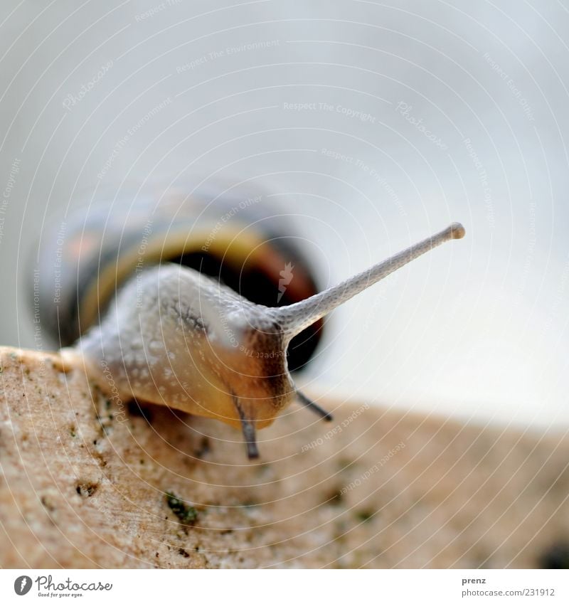 A small snail Environment Nature Animal Wall (barrier) Wall (building) Snail 1 Stone Soft Blue Brown Feeler Mollusk Crawl Small Snail shell Line Colour photo