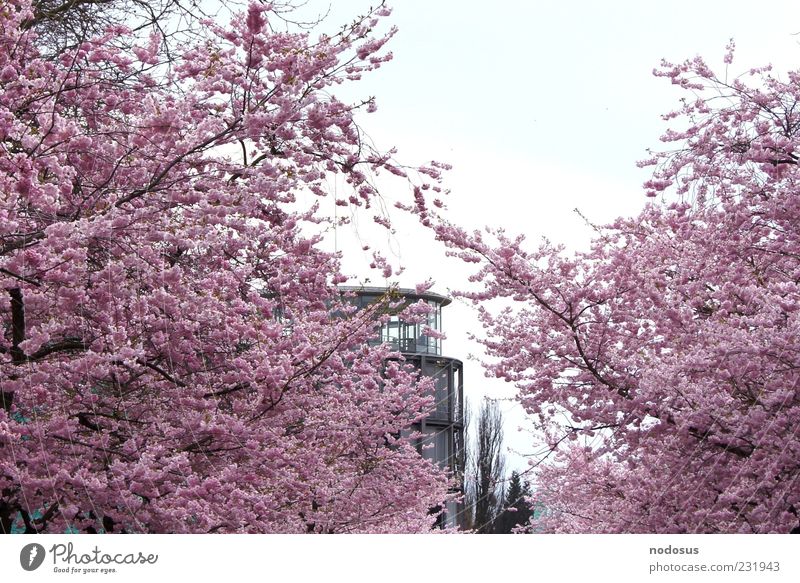 Cherry blossom magic Harmonious Summer Nature Sunlight Spring Blossom University of Goettingen Facade Blossoming Fragrance Pink Spring fever Relaxation