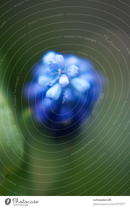 at the top Nature Plant Spring Summer Flower Blossom Blossoming Fragrance Growth Esthetic Beautiful Blue Green Spring fever Environment Colour photo