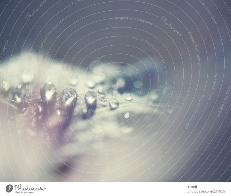 Capturing light Nature Plant Spring Bright Blue Drop Drops of water Macro (Extreme close-up) Smooth Exterior shot Close-up Detail Copy Space top Sunlight Blur