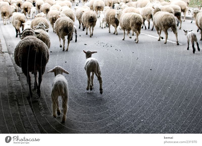 sheep procession Environment Nature Traffic infrastructure Street Lanes & trails Animal Farm animal Pelt Sheep Group of animals Herd Asphalt Running Movement