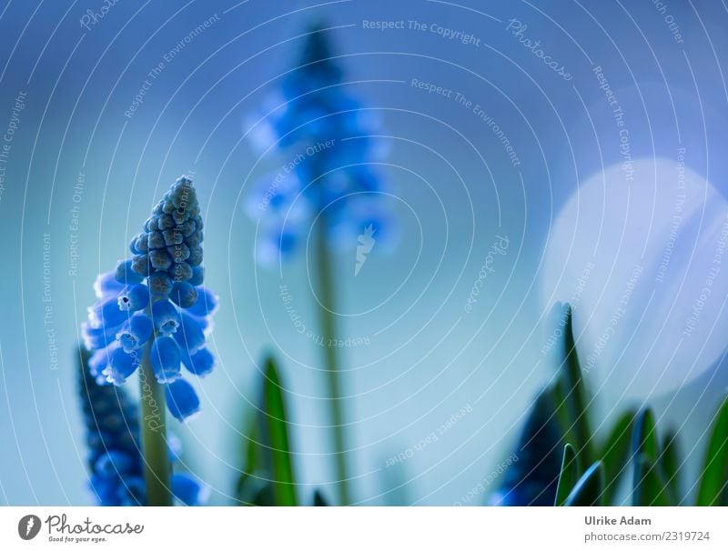 Spring - Macro flowers of blue grape hyacinths (Muscari) Life Harmonious Well-being Contentment Relaxation Calm Meditation Wallpaper Easter Nature Plant Flower