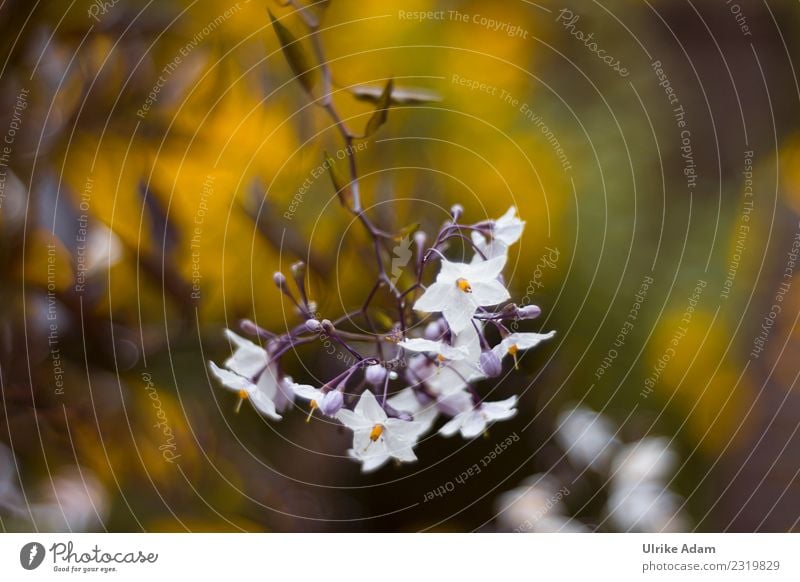 Night Fury - Jasmine (Solanum laxum) Elegant Wellness Life Harmonious Well-being Contentment Senses Relaxation Calm Meditation Fragrance Decoration Wallpaper