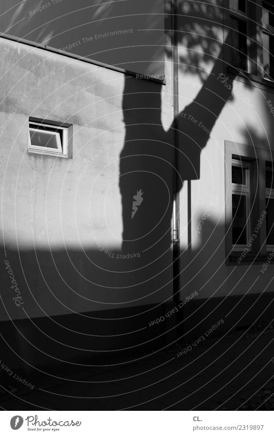 shadow tree Beautiful weather Tree House (Residential Structure) Wall (barrier) Wall (building) Window Exceptional Dark Black & white photo Exterior shot