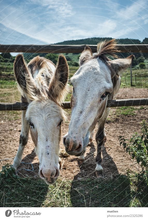 stubborn Animal Pet Farm animal Animal face Pelt 2 Blue Brown Gray Green White jostling Donkey Mule Fence Colour photo Exterior shot Deserted Copy Space left