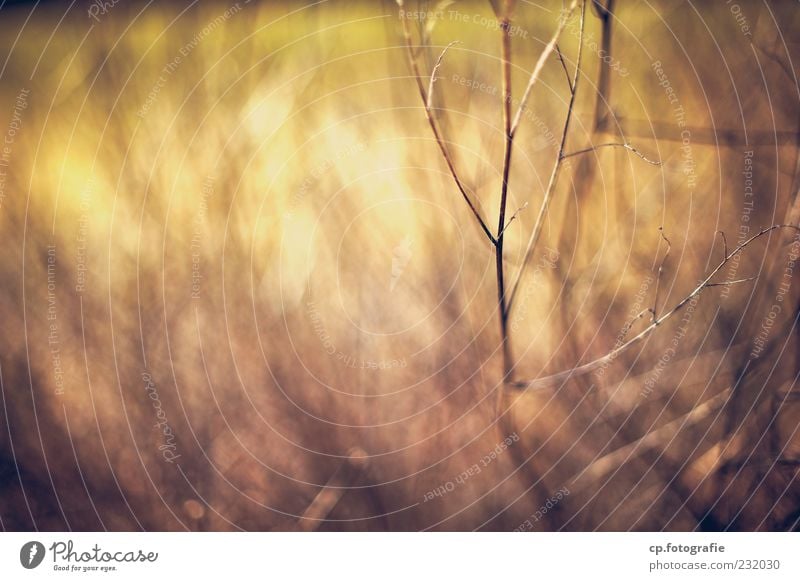 bounce Nature Plant Sunlight Beautiful weather Bushes Natural Colour photo Dawn Day Evening Light Shadow Contrast Shallow depth of field Deserted Twig Blur