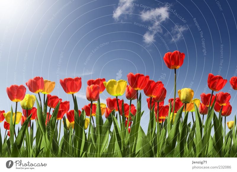 Tulip field. Fragrance Garden Gardening Landscape Plant Sun Sunlight Spring Summer Beautiful weather Flower Blossom Foliage plant Park Meadow Blossoming Blue