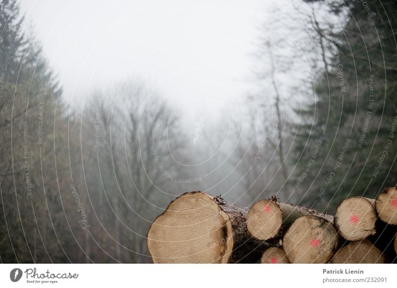 Wood in front of the hut Environment Nature Landscape Plant Elements Fog Tree Agricultural crop Forest Cold Moody Tree trunk Forestry Forstwald Shroud of fog