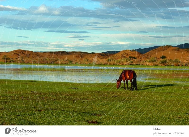 Landscape of a single horse on the grasslands Vacation & Travel Sightseeing Mountain Environment Nature Animal Water Sky Clouds Summer Beautiful weather Grass