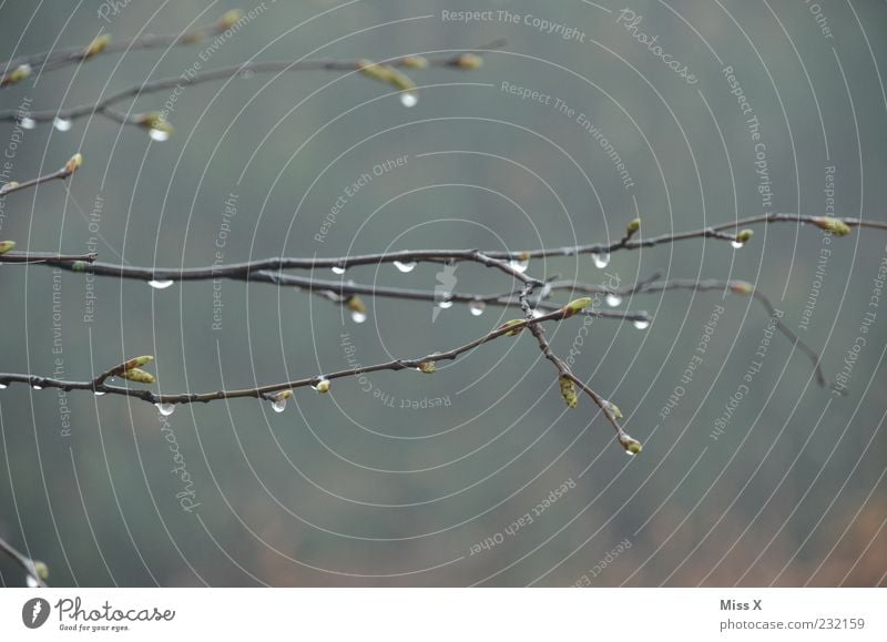 trickle Environment Drops of water Spring Autumn Weather Bad weather Rain Cold Wet Dew Branch Twig Colour photo Subdued colour Exterior shot Close-up Deserted