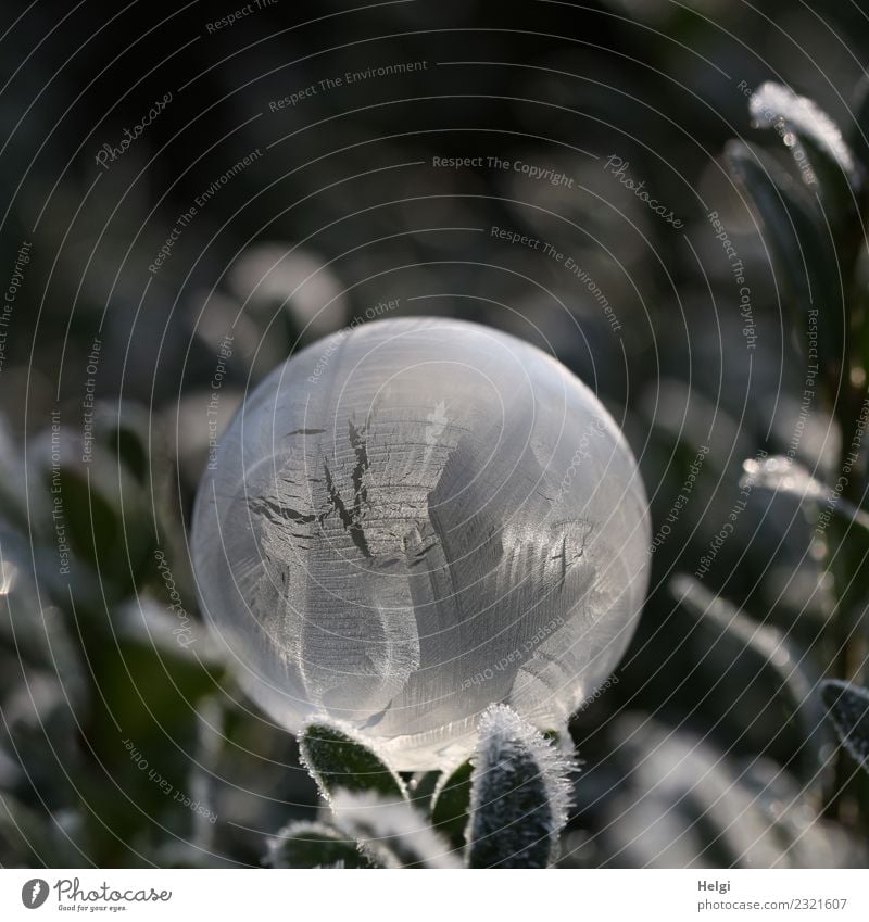 Seasons | Ice bubble Nature Plant Winter Frost Leaf Garden Soap bubble Freeze Glittering Illuminate Lie Exceptional Uniqueness Cold Round Gray Green White