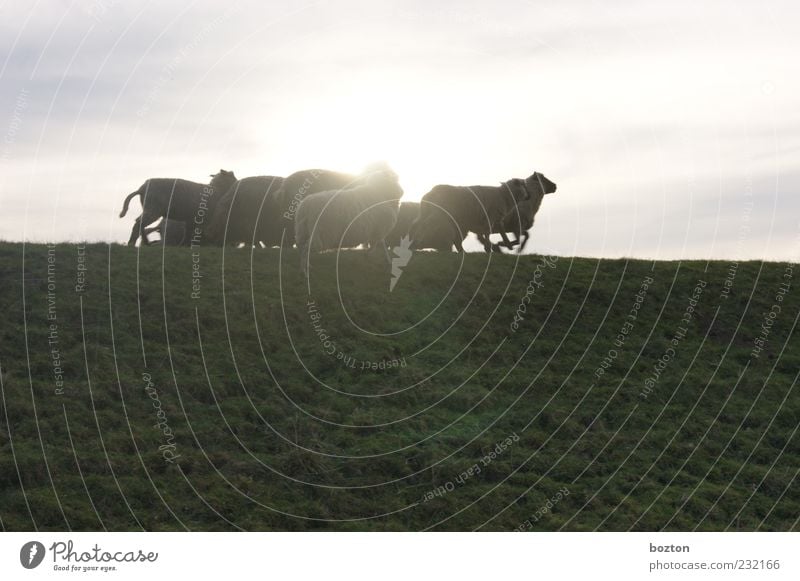 Fleeing sheep Farm animal Sheep Flock Group of animals Observe Relaxation Illuminate North German Colour photo Exterior shot Evening Sunlight Sunbeam Long shot