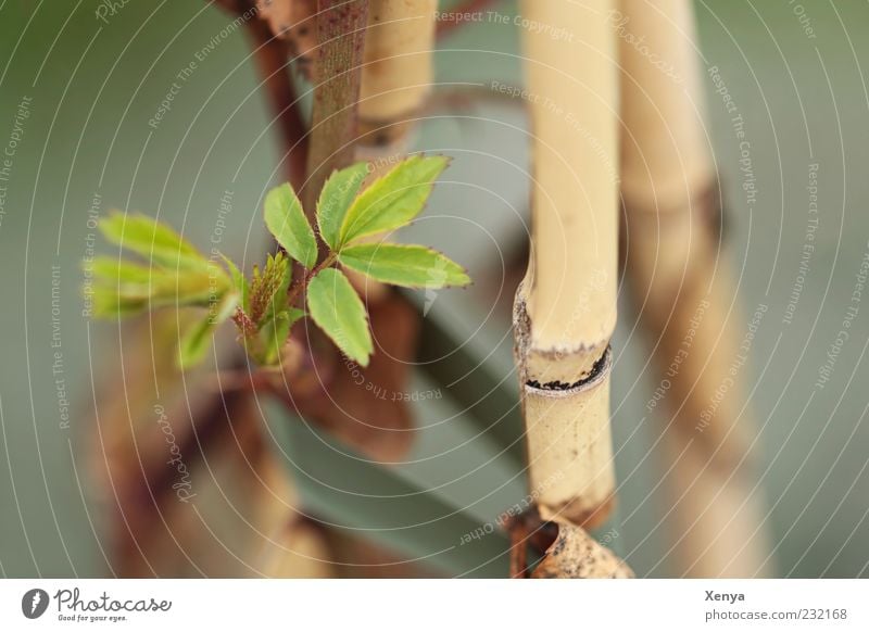 shoots Nature Plant Leaf Shoot Brown Green Spring fever Anticipation Hope Change Bamboo stick New start Subdued colour Exterior shot Macro (Extreme close-up)