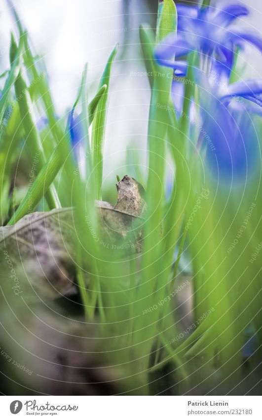 April Garden Environment Nature Plant Earth Spring Weather Flower Grass Leaf Foliage plant Wild plant Beautiful Dry Soft Blue Green Botany Fresh Meadow