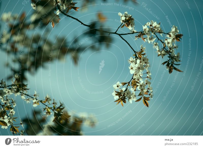 warmest April day since 1879 Nature Plant Sky Spring Cherry tree Twigs and branches Blossom Blue Brown Green White Colour photo Exterior shot Deserted