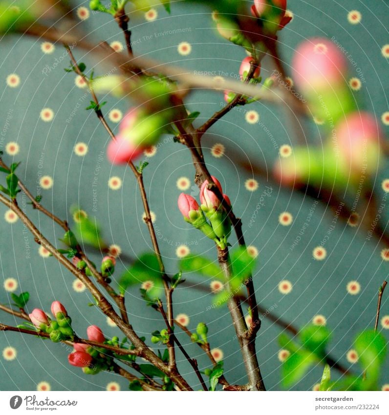 confusingly full Wallpaper Plant Spring Bushes Leaf Blossom Fragrance Fresh Retro Brown Green Pink Spring fever Colour Kitsch Muddled Polka dot Quince blossom