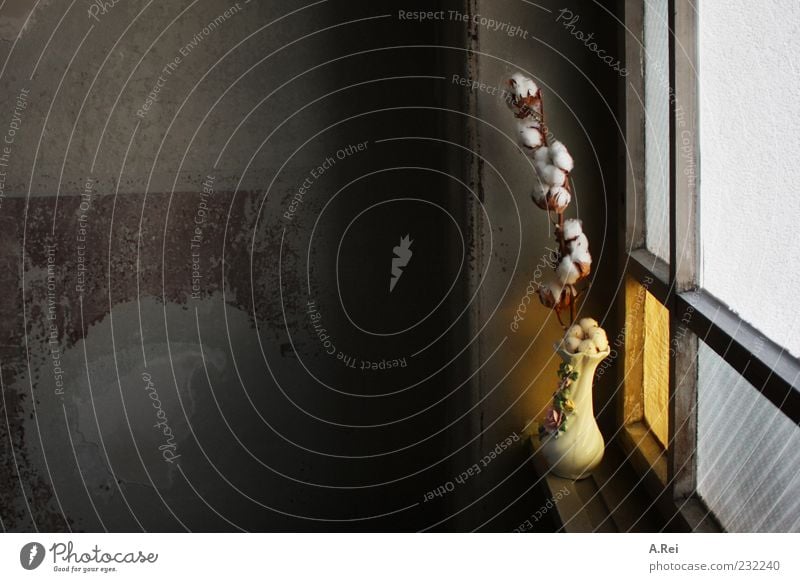 Desolate and sad. Wall (barrier) Wall (building) Window Hallway Flower Vase Cotton plant Sadness Colour photo Subdued colour Interior shot Copy Space left