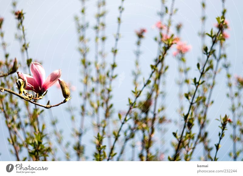 Magnolia in front of ornamental cherry Environment Nature Plant Sun Sunlight Spring Beautiful weather Bushes Leaf Blossom Foliage plant Wild plant Twig Branch