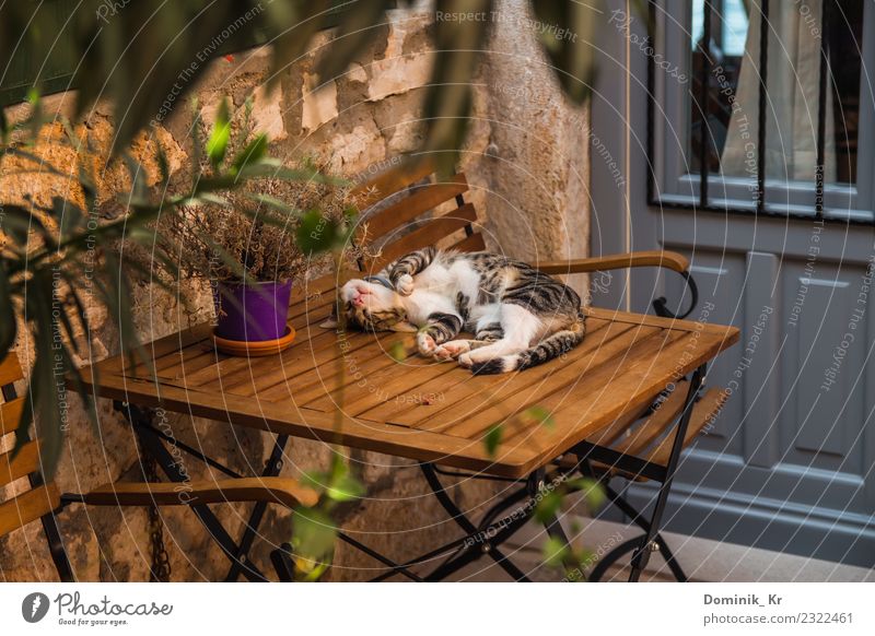 Sleeping cat Relaxation Vacation & Travel Freedom Summer Chair Table Environment Nature Beautiful weather Warmth Plant Tree Flower Small Town Old town Deserted