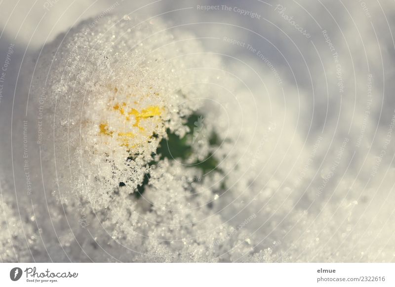 blanket of snow Nature Spring Climate change Snow Blossom Spring flowering plant Eranthis hyemalis Confectioner`s sugar Blossoming Small Happy