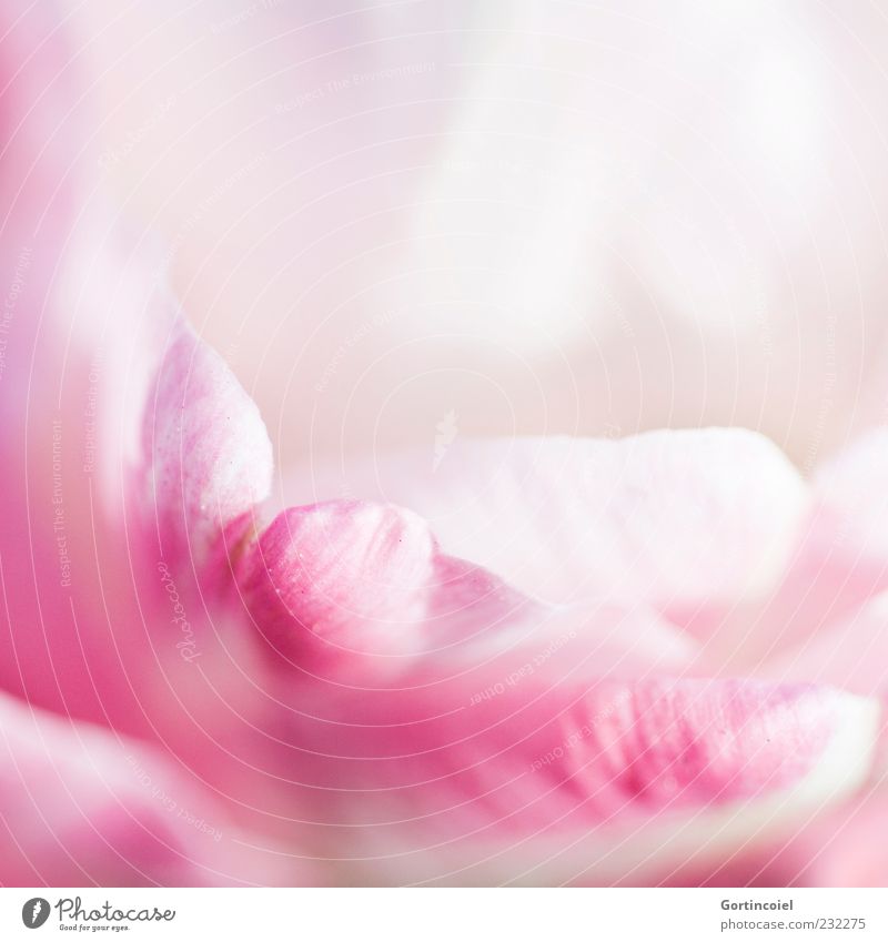 PINk Nature Spring Flower Tulip Blossom Beautiful Pink Tulip blossom Blossom leave Bright Delicate Smooth Soft Colour photo Exterior shot Close-up Detail