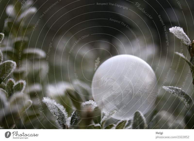 Ice bubble II Environment Nature Plant Winter Frost Leaf Garden Soap bubble Freeze Lie Exceptional Uniqueness Cold Round Gray Green White Esthetic Stress Calm