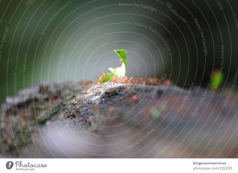 Ants transport leaf pieces Nature Animal Column of ants Movement Small Green Power Ease Team Teamwork Colour photo Deserted Day Deep depth of field