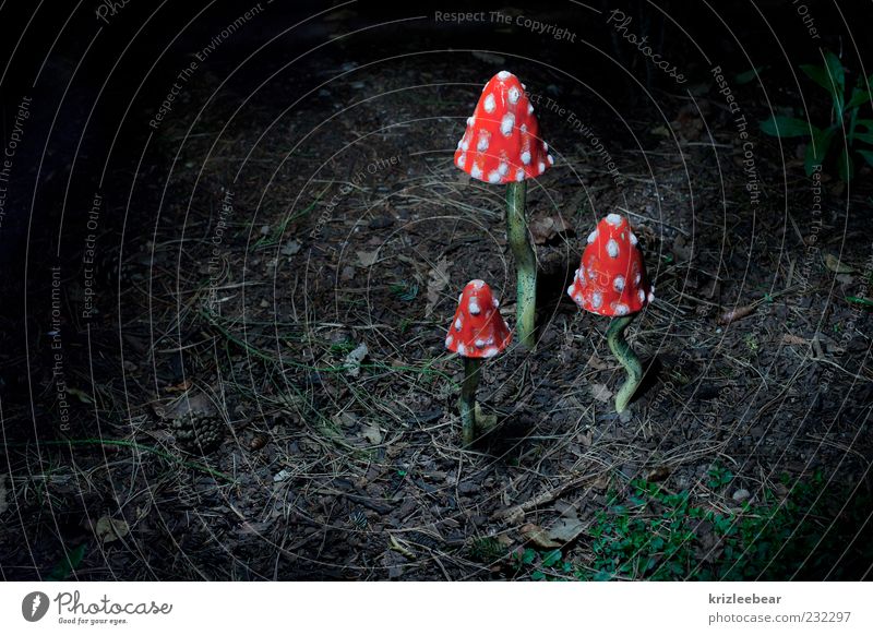 king of mushrooms Environment Nature Plant Elements Autumn Wild plant Mushroom Amanita mushroom Glittering Green Red Happy Dangerous Popular belief