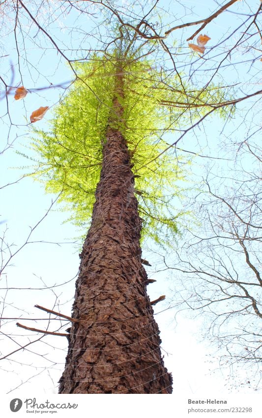 change of seasons Nature Sky Sunlight Spring Beautiful weather Tree Wood Growth Natural New Above Blue Brown Green Spring fever Beginning Treetop Leaf Tree bark