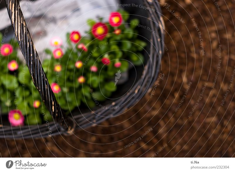 daisies Nature Plant Spring Flower Daisy Basket Blossoming Beautiful Spring fever Colour photo Exterior shot Day Shallow depth of field Deserted Bird's-eye view