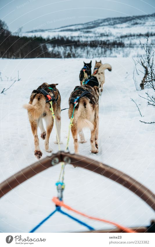 Sleigh ride with huskies in Tromsö, Norway Husky Sledding Snow Action Adventure Sports White Winter Cold Dog Running Pull Cry Landscape Speed Pack