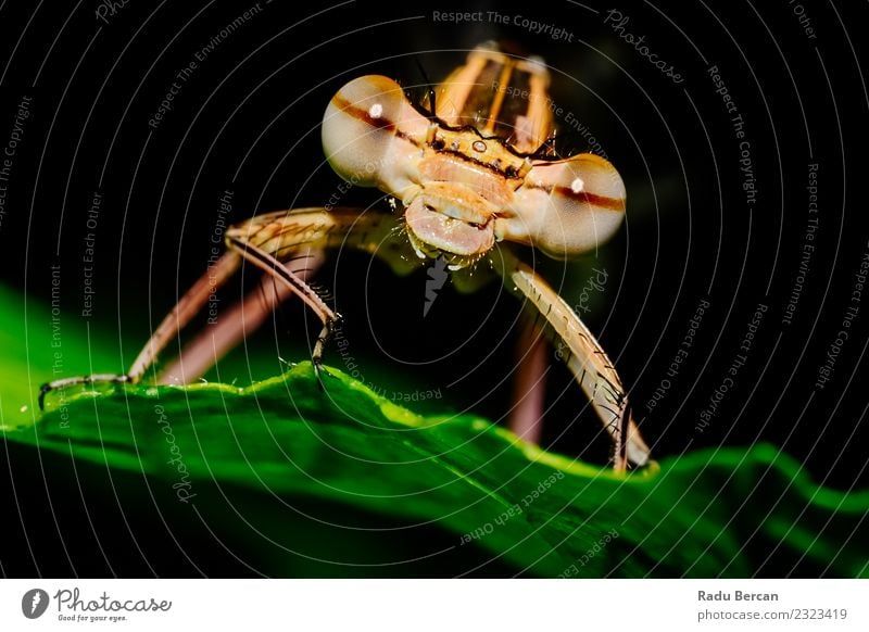 Macro Portrait Of A Dragonfly Environment Nature Plant Animal Summer Bushes Leaf Garden Wild animal Animal face 1 Discover Crawl Exceptional Simple Uniqueness