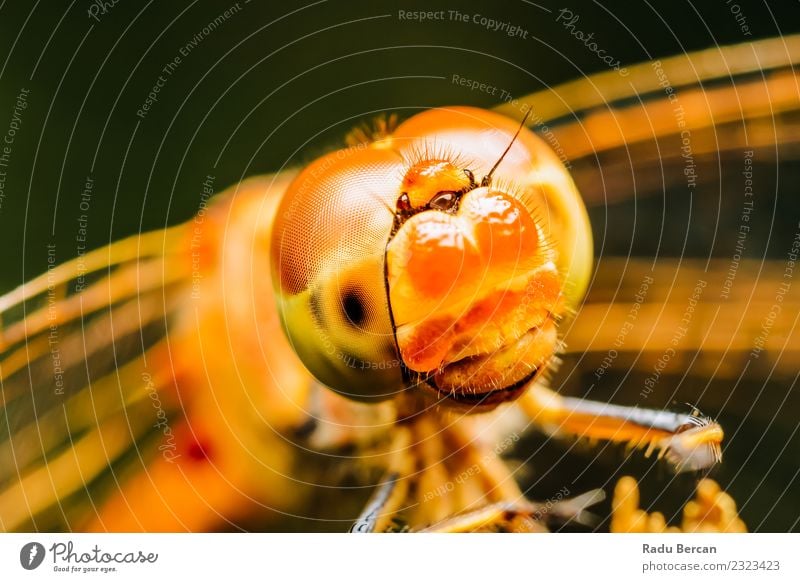 Extreme Macro Photo Of A Dragonfly Environment Nature Animal Wild animal Animal face Wing 1 Observe Discover Crawl Looking Exceptional Simple Fantastic