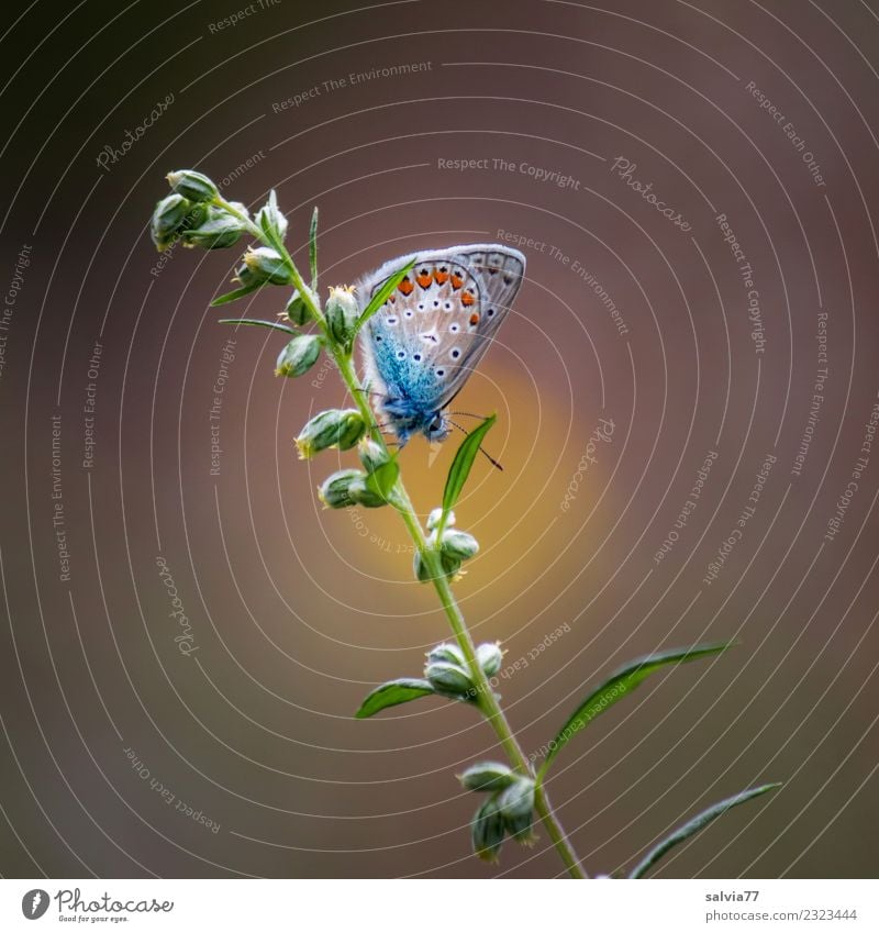 resting place Harmonious Relaxation Calm Meditation Nature Summer Plant Grass Blossom Medicinal plant mugwort Animal Butterfly Polyommatinae 1 Wait Small