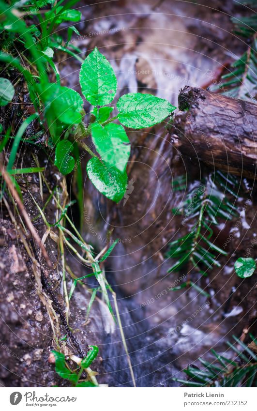 somewhere only we know [600] Nature Plant Water Spring Leaf Foliage plant Brook Fluid Cold Wet Natural Beautiful Wild Blue Green Flow Wood Damp Ground