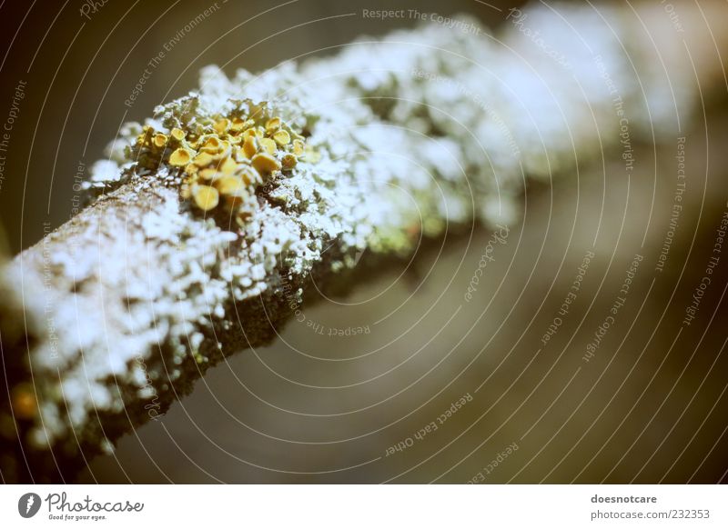 grow till tall. Plant Moss Brown Lichen Branch Macro (Extreme close-up) Growth Colour photo Exterior shot Detail Deserted Copy Space right Copy Space bottom