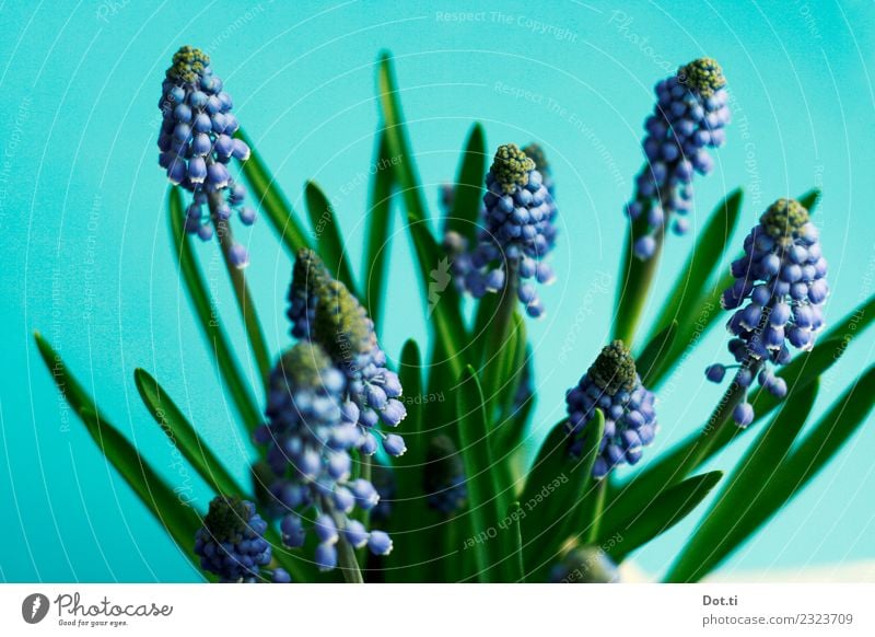 Muscari Plant Flower Leaf Blossom Beautiful Blue Green Turquoise Nature Spring Spring flowering plant Delicate Decoration Colour photo Interior shot Studio shot