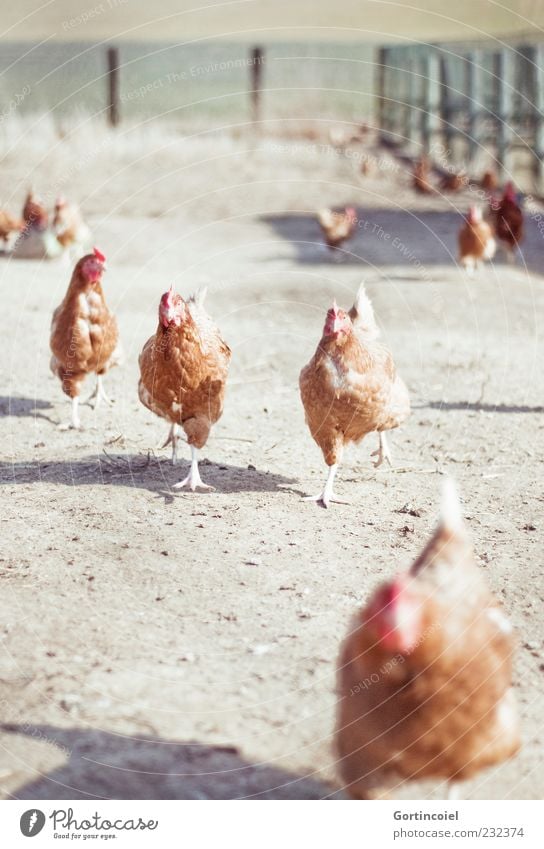 hen races Animal Farm animal Bird Group of animals Curiosity Barn fowl Gamefowl Free-range rearing Organic farming Country life Forthcoming Colour photo