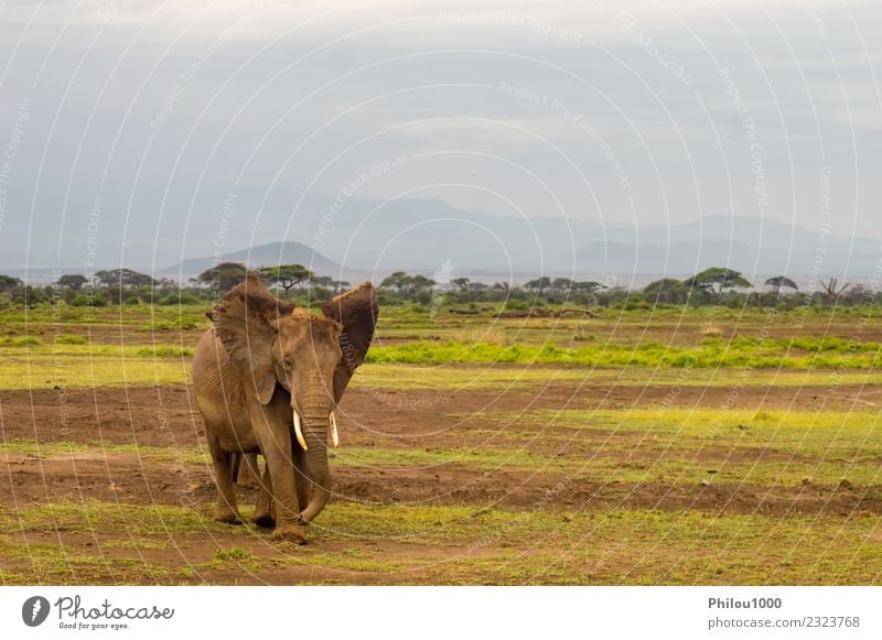 Elephant with ears forward in the savannah Vacation & Travel Safari Baby Environment Nature Landscape Animal Sky Grass Park Large Natural Strong Wild Gray White