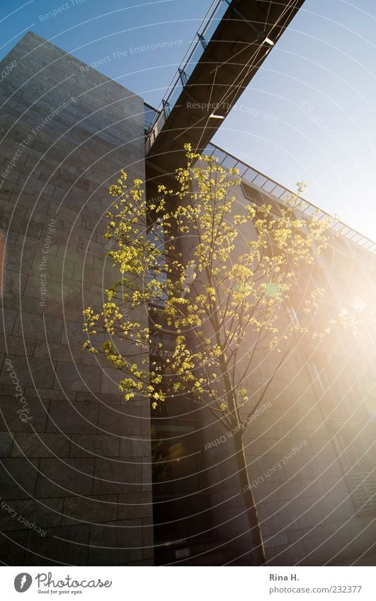 Spring in Berlin Tree Building Blossoming Yellow Joie de vivre (Vitality) Spring fever Beginning Colour photo Exterior shot Deserted Back-light Bridge Facade