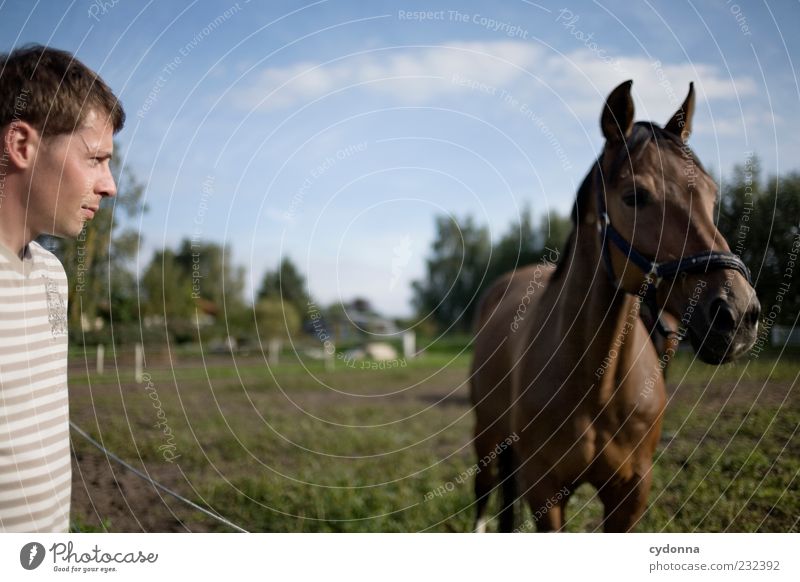 Men staring at horses Lifestyle Elegant Leisure and hobbies Vacation & Travel Trip Freedom Human being Environment Nature Landscape Summer Meadow Horse