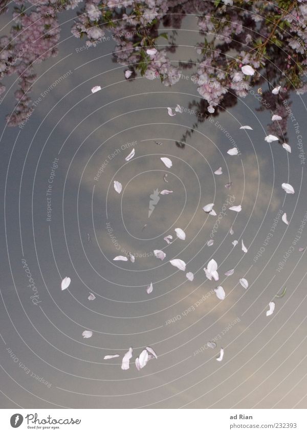 spring snow Nature Plant Sky Clouds Spring Leaf Garden To fall Colour photo Detail Twilight Flash photo Worm's-eye view Water reflection Puddle Change