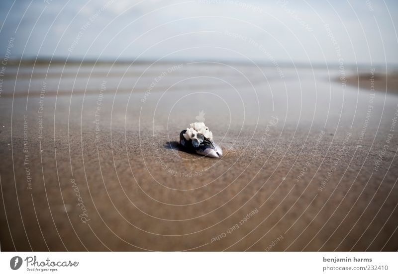 day at the sea #3 Environment Landscape Sand Water Clouds Beautiful weather Coast Beach Baltic Sea Ocean Mussel 1 Animal Lie Calm Colour photo Exterior shot